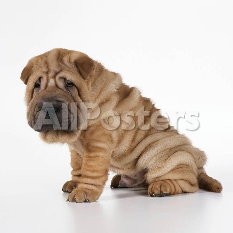 shar pei puppy side