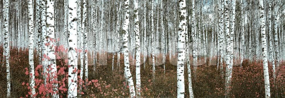 silver birch forest china