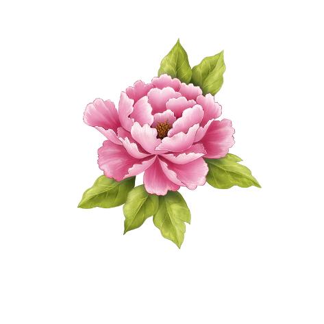 Single Pink Peony Flower Posters At Allposters