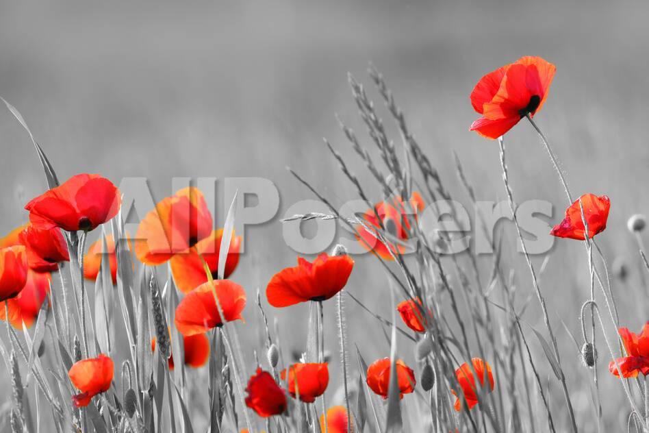 Red Poppy Flowers With Black And White Background Photographic Print Snehitdesign Allposters Com