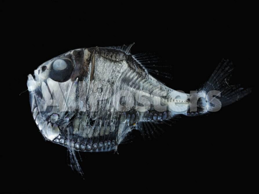 Deep Sea Hatchetfish Argyropelecus Olfersi Eastern Atlantic