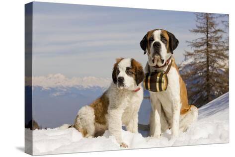 st bernard mountain rescue
