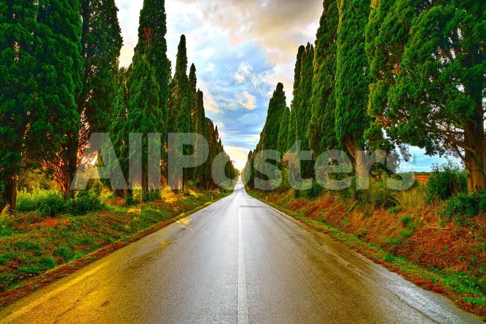 Bolgheri Famous Cypresses Tree Straight Boulevard On Sunset Maremma Tuscany Italy Photographic Print Stevanzz Allposters Com Bolgheri Famous Cypresses Tree Straight Boulevard On Sunset Maremma Tuscany Italy Photographic Print Stevanzz Allposters Com