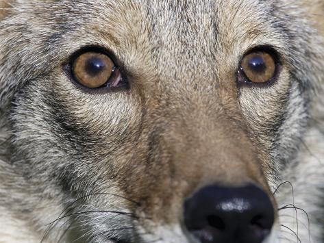 coyote face close eyes latrans canis its print allposters ca posters