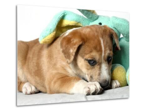 puppy with stuffed animal