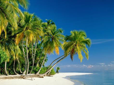 Palm Trees and Tropical Beach, Maldive Islands, Indian Ocean ...