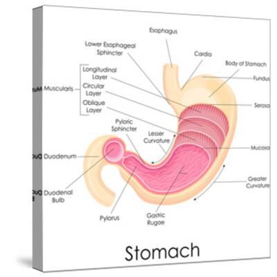 'Human Stomach Anatomy' Prints - stockshoppe | AllPosters.com
