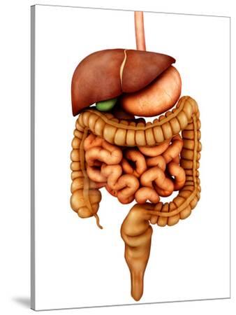 'Anatomy of Human Digestive System, Front View' Photographic Print