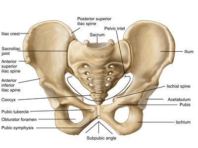 'Anatomy of Human Pelvic Bone' Photographic Print - Stocktrek Images