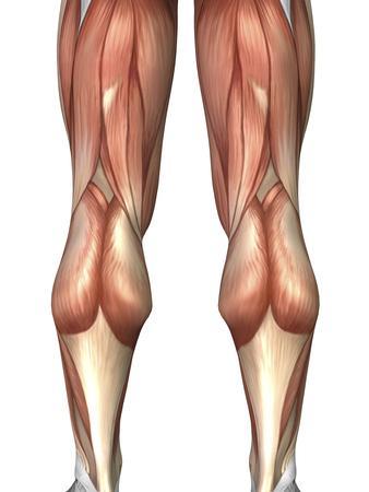 'Diagram Illustrating Muscle Groups On Back of Human Legs ...