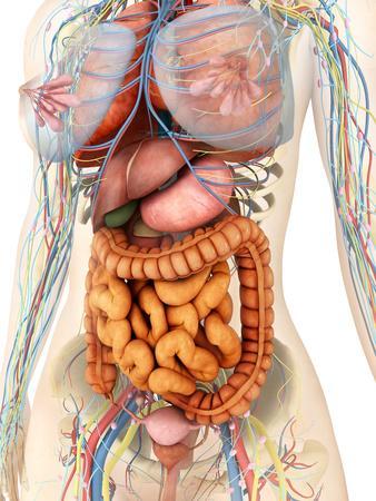 'Female Body Showing Digestive And Circulatory System' Photographic