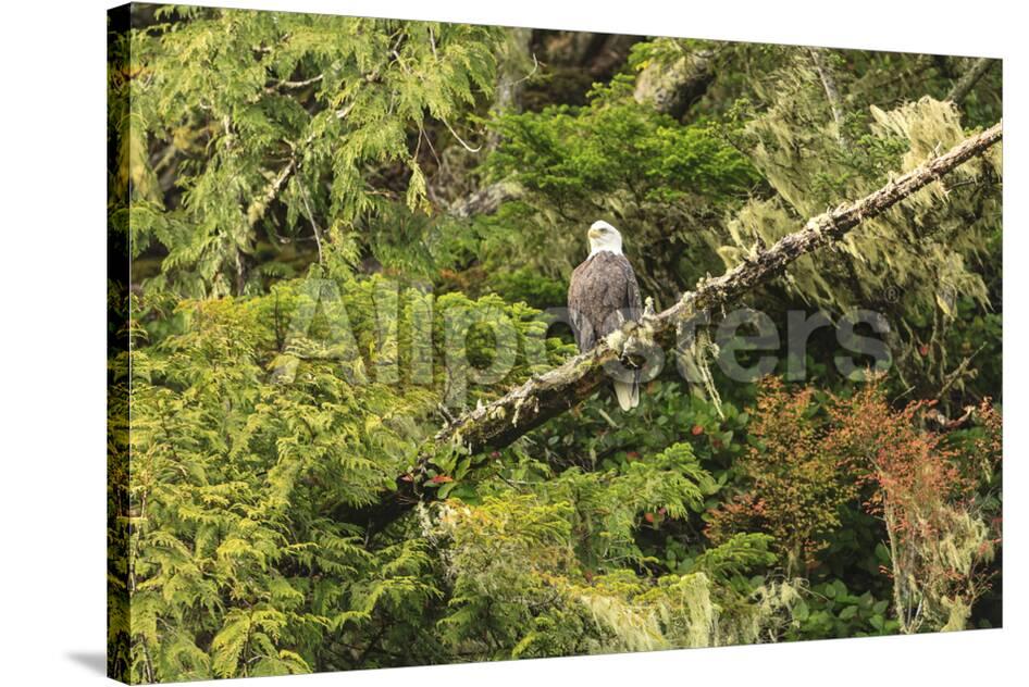 Bald Eagle Wilderness Scenery In Clam Cover Near Browning Passage Northern Vancouver Island Brit