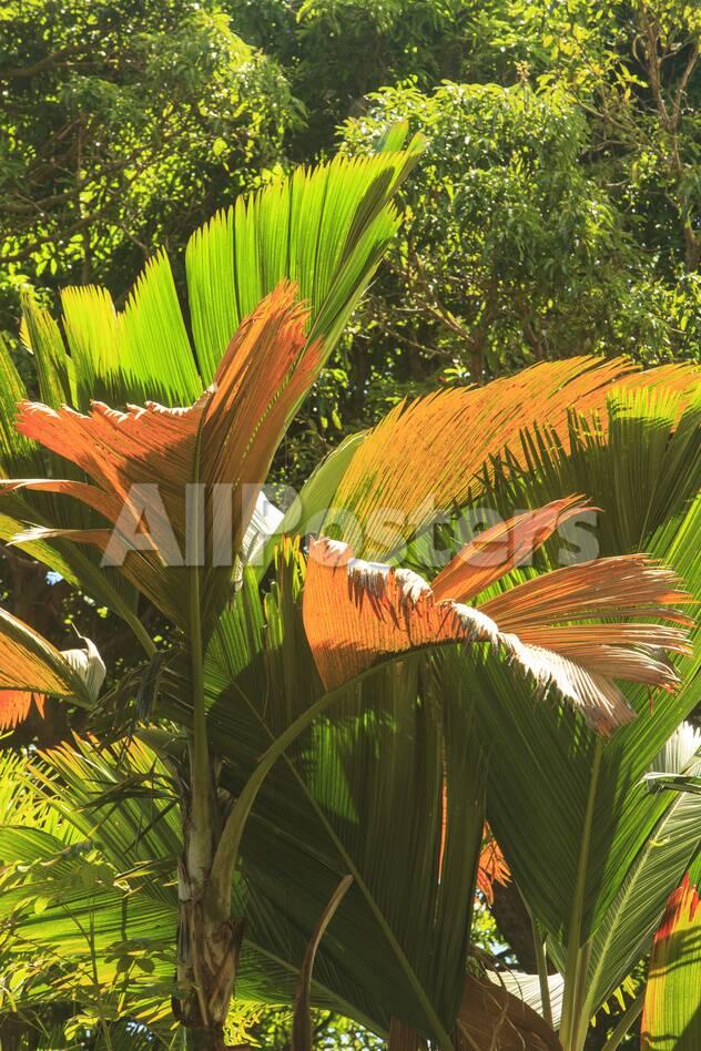 Hawaiian Tropical Botanical Gardens Near Hilo Big Island Hawaii