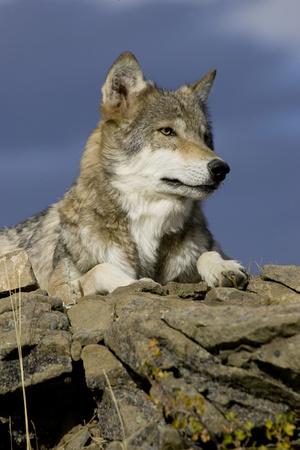 'The Wolf King' Photographic Print - Susann Parker | AllPosters.com
