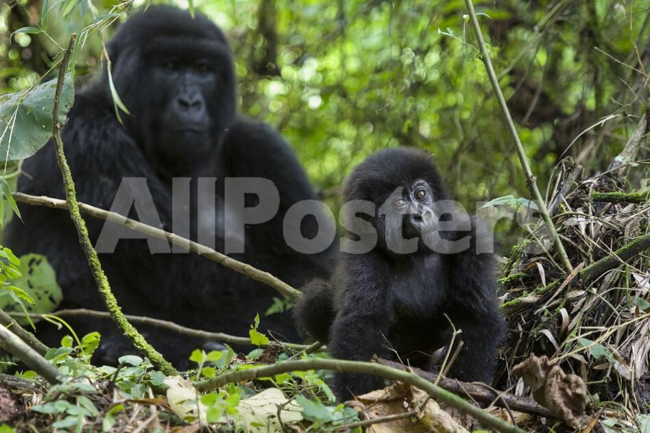 オールポスターズの スージー エスターハス mountain gorilla gorilla