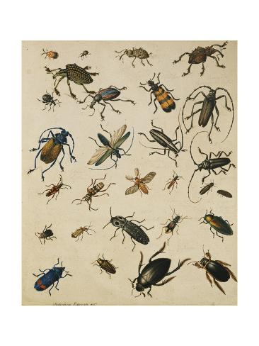 a study of insects a study of insects