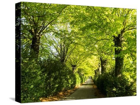 tree lined road with bright green trees photographic print by terry