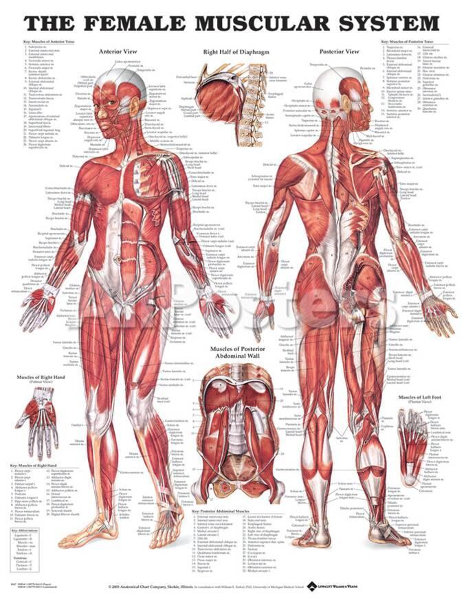 The Female Muscular System Anatomical Chart Poster Posters At The Female Muscular System Anatomical Chart Poster Posters At Allposters