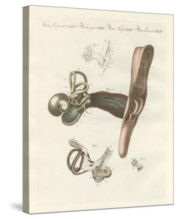'The Hearing Organ Illustrated Through the Human Ear' Giclee Print