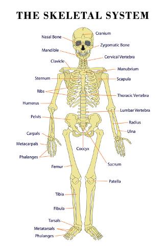 Bone Chart