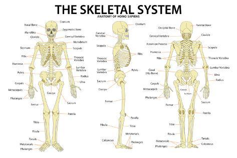 The Skeletal System Anatomy and Physiology Science Chart Print