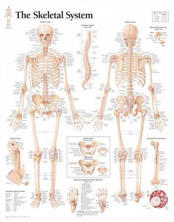 'The Skeletal System Chart Poster' Prints | AllPosters.com