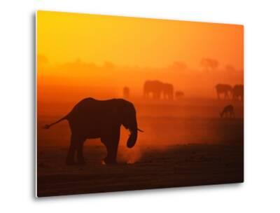 theo-allofs-elephant-herd-silhouetted-against-orange-sky_a-L-8662289-14258389.jpg