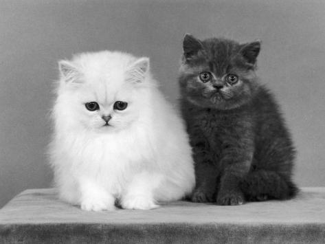 Two Kittens One A White Chinchilla The Other A British Shorthair