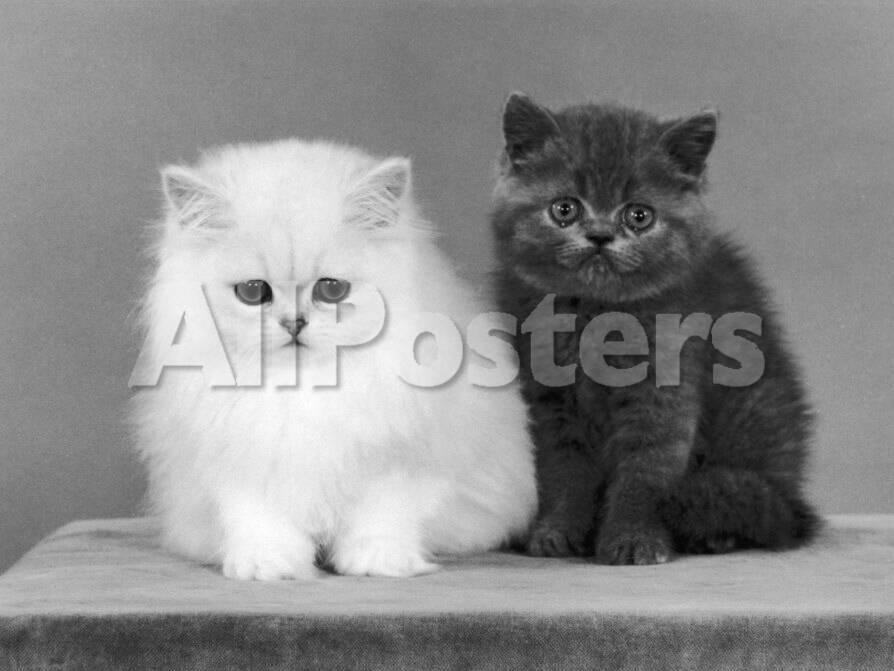 Two Kittens One A White Chinchilla The Other A British Shorthair
