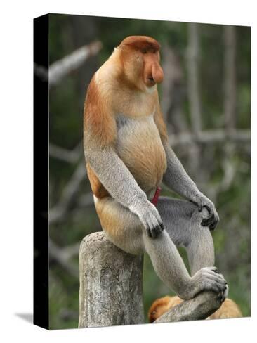 thomas-marent-proboscis-monkey-male-sitting-with-an-erect-penis-nasalis-larvatus-sabah-borneo-malaysia_a-G-9004509-4985691.jpg