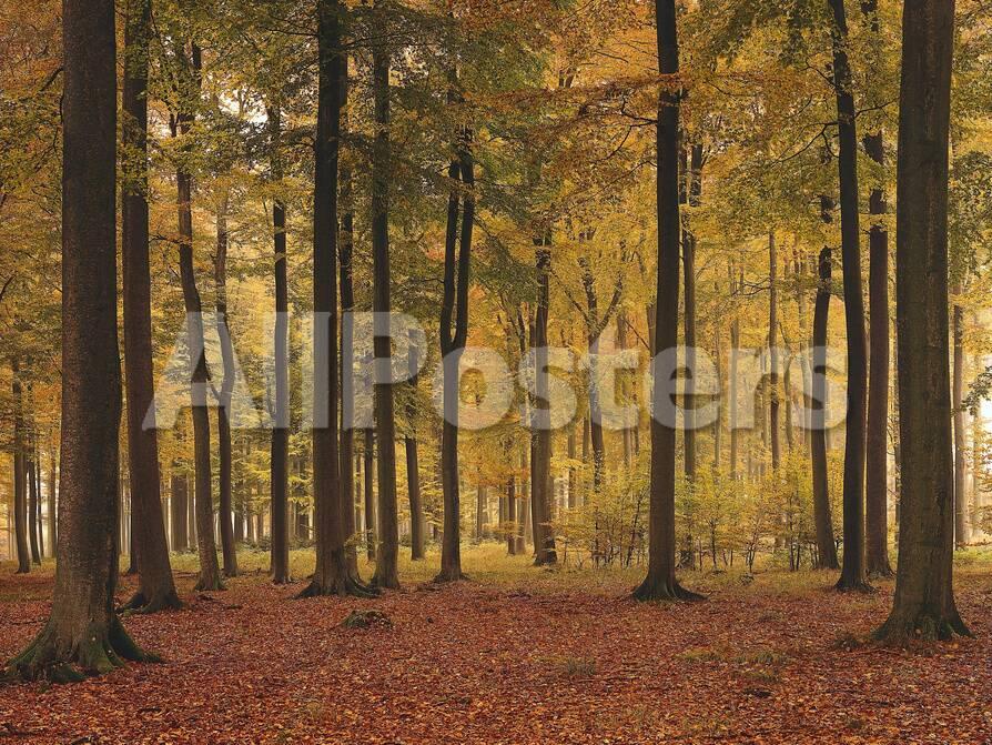 Buchenwald Herbst Jahreszeit Natur Wald Herbstwald Laubwald Photographic Print Thonig Allposters Com