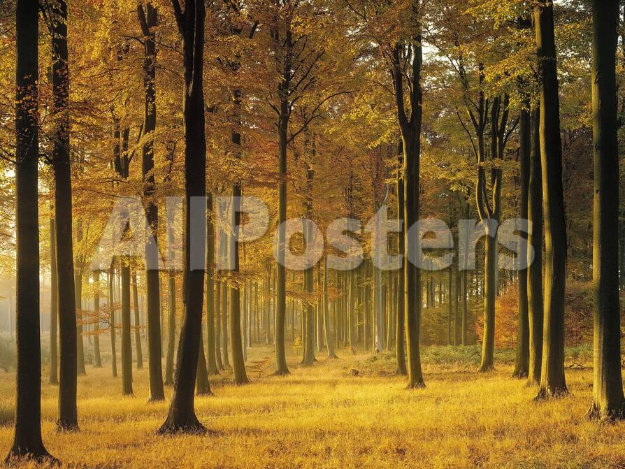 Buchenwald Morgenstimmung Herbst Wald Herbstwald Bv Ume Laubwald Photographic Print Thonig Allposters Com