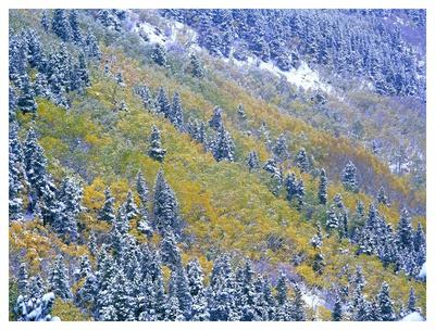 'Aspen and Spruce trees dusted with snow, Rocky Mountain National Park
