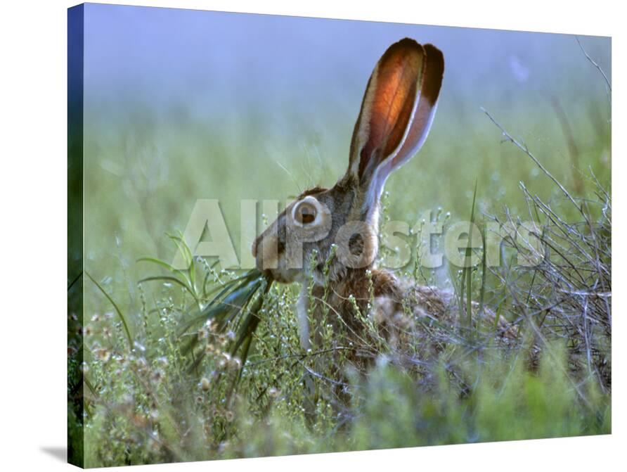 Jack Rabbit Usa >> Black Tailed Jackrabbit Eating Grass New Mexico Usa Photographic Jack Rabbit Usa >> Black Tailed Jackrabbit Eating Grass New Mexico Usa Photographic