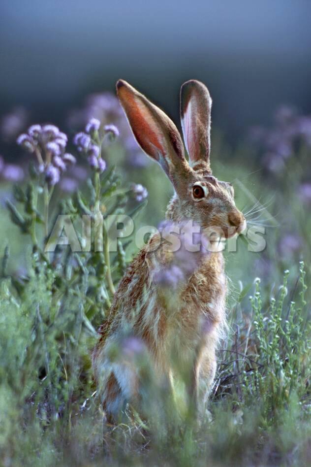 Jack Rabbit Usa >> Blacktail Jackrabbit Montana Usa Photographic Print By Tim Jack Rabbit Usa >> Blacktail Jackrabbit Montana Usa Photographic Print By Tim