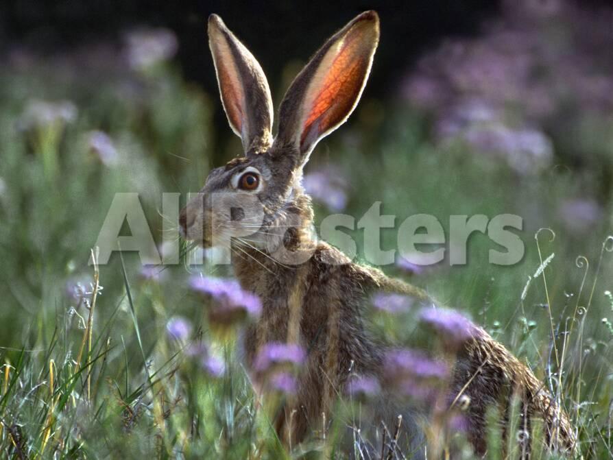 Jack Rabbit Usa >> Blacktail Jackrabbit New Mexico Usa Photographic Print By Tim Jack Rabbit Usa >> Blacktail Jackrabbit New Mexico Usa Photographic Print By Tim