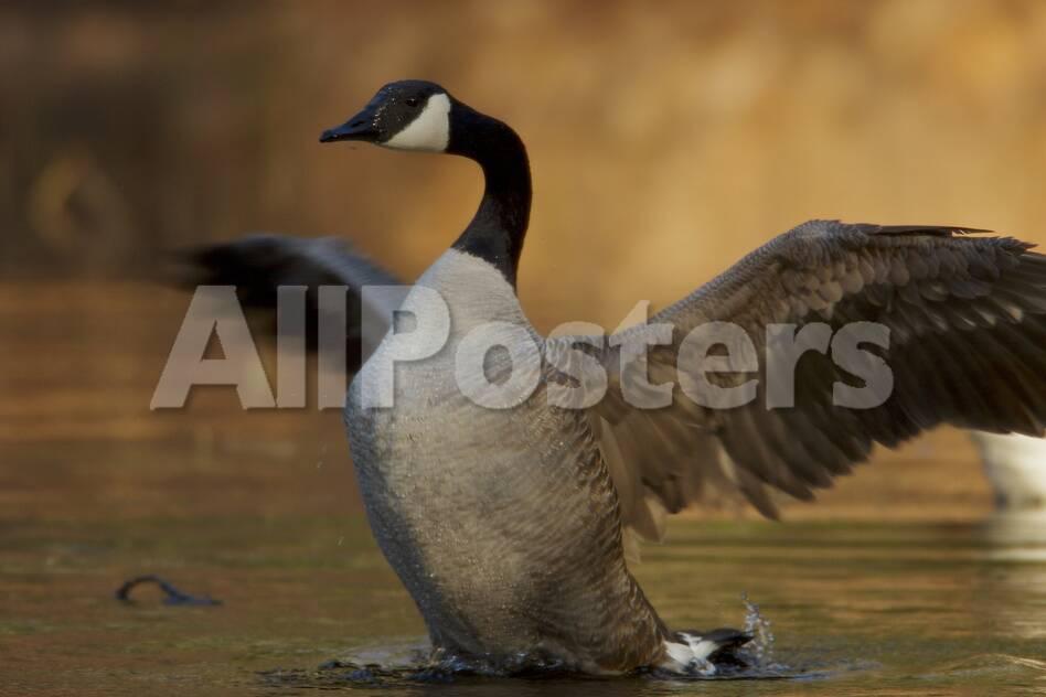 a canada goose flaps