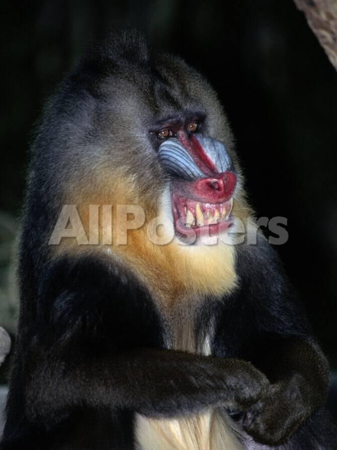 A Captive Mandrill Papio Sphinx Shows Its Teeth In Warning Photographic Print Tim Laman Allposters Com