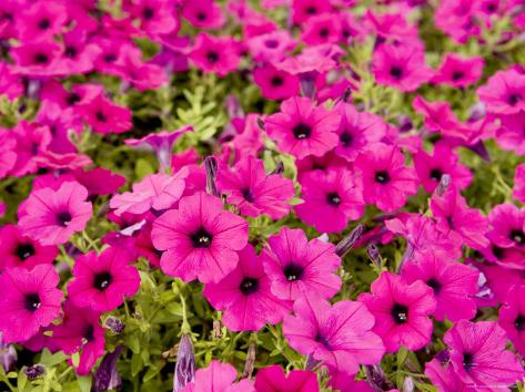 Closeup Of Bright Pink Garden Flowers Photographic Print By Tim Closeup Of Bright Pink Garden Flowers