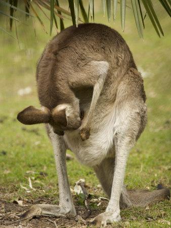 'Eastern Gray Kangaroo Looking into Her Pouch to Check on Baby Inside