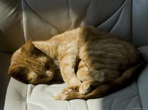Orange Tabby Cat Sleeping On A Chair In The Sun Groton