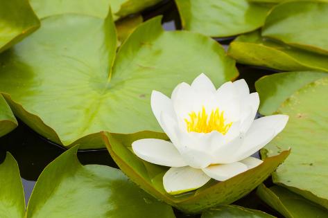CANVAS Water Lilly Pads and Blooms on Pond Art print POSTER