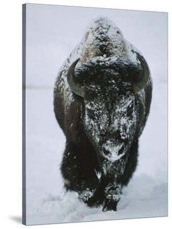 bison snow bull american covered print murphy tom poster frost through buffalo walks running national prints posters photographic geographic winter