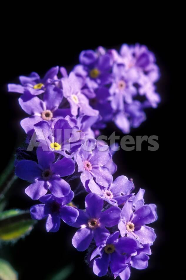 Close Up of Purple Forget-Me-Not Flowers