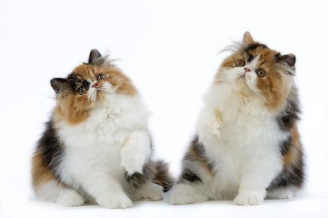 tortoiseshell persian