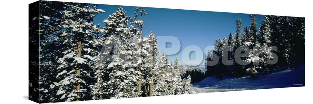 Treelined Ski Track Winter Park Resort Colorado Usa