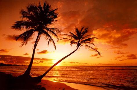 Tropical Beach, Sunset Posters - AllPosters.co.uk