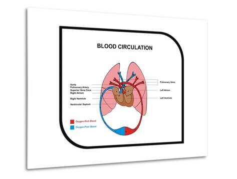 Blood Circulation (Human Body) Art by udaix - AllPosters.ca