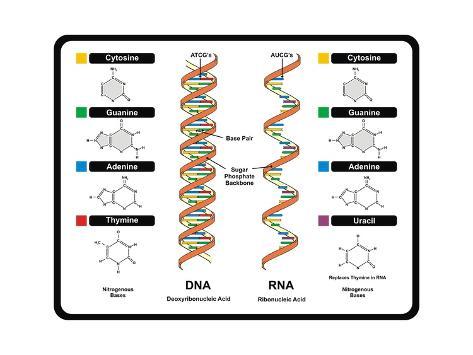 dna vs rna dna vs rna
