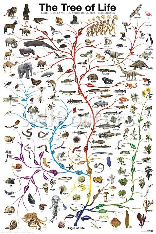Image result for tree of life evolution